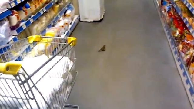 Воробей живет в магазине смотреть онлайн