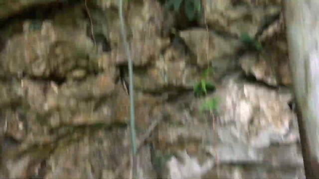 Sisa-Sisa Tanaman Scindapsus Pictus di Hutan смотреть онлайн