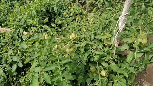Начало созревания томатов, пора стричь нижние листья смотреть онлайн