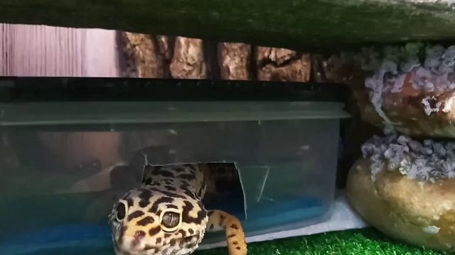 Выжили не все: потомство наших эублефаров смотреть онлайн