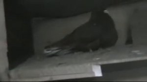 Мариуполь Николаевские голуби(Часть 1)