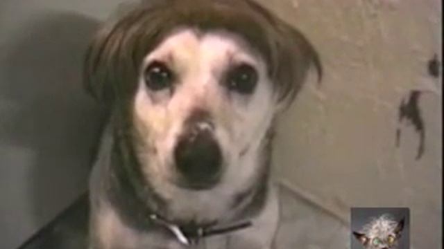 Видео приколы (С ЖИВОТНЫМИ 2) смотреть онлайн