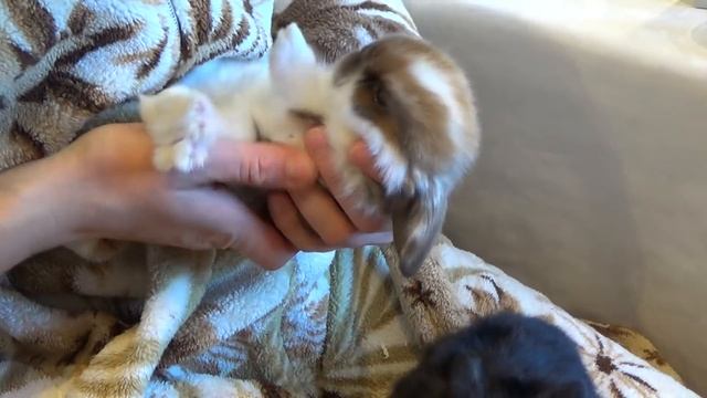 Искусственное вскармливание крольчат. Если крольчиха умерла. Как выкормить крольчат. Кормим крольча смотреть онлайн
