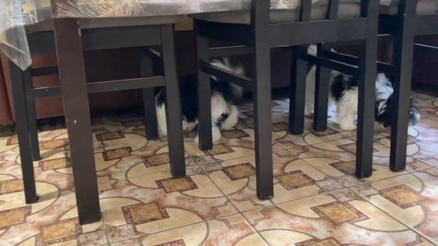 Все про прививки от А до Я/// какие из них выбрать/// Бусина первая прививка в 8 недель смотреть онлайн