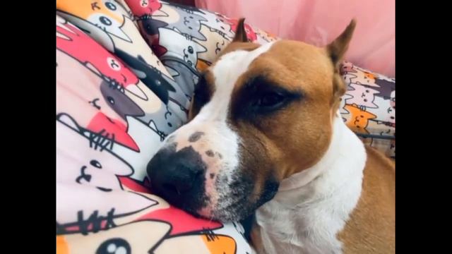 Амстафф Рой. Вот такая она, "Директряндия" смотреть онлайн