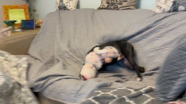 Boxer dog play with Boston terriers! смотреть онлайн