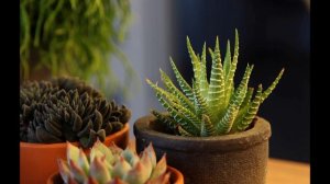 Хавортия уход в домашних условиях , выращивание и пересадка  Виды хавортии.