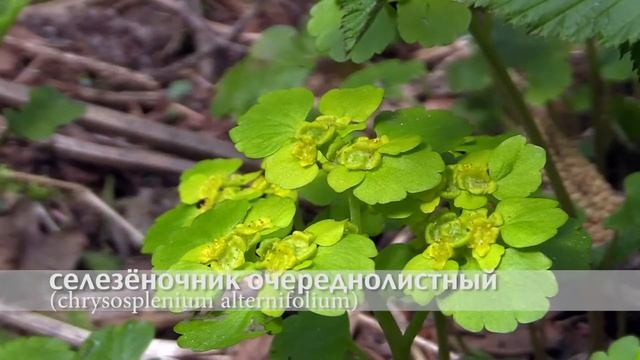 Селезёночник очерёднолистный смотреть онлайн