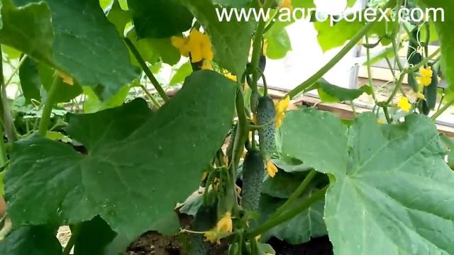 Огурец Кураж - урожайный и ранний смотреть онлайн