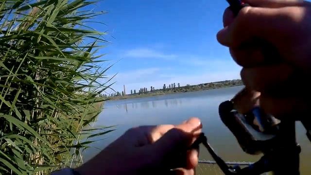 ВЛУПИЛ ТОЛСТОЛОБА НА СПИННИНГ!!! Матвеевский ставок. Рыбалка в Николаеве смотреть онлайн