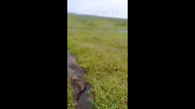 Rich AC 5 Samus 1000 Samus Special Electronics