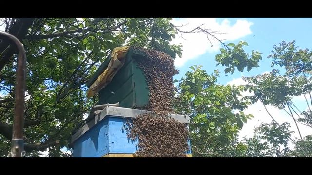 Красотка МАТКА. Как поймать РОЙ, советы новичкам от А до Я смотреть онлайн