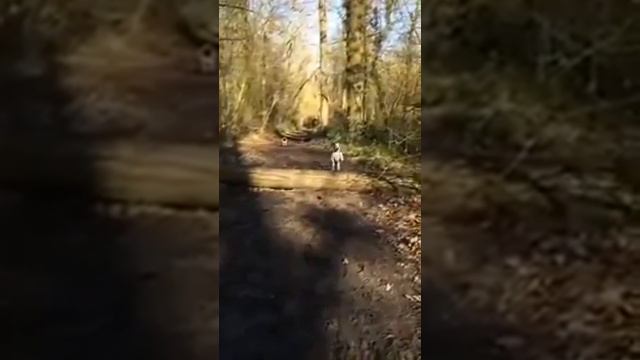 Неудачный прыжок мопса! Бедненький! смотреть онлайн