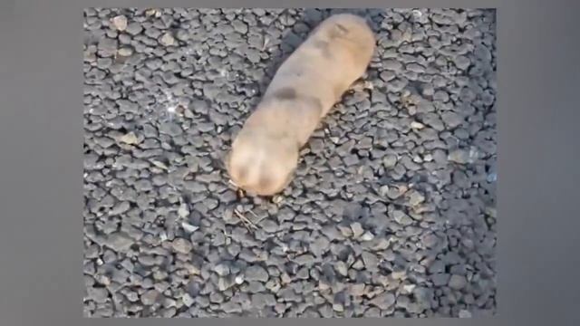 СУЩЕСТВА КОТОРЫЕ ВЫ НИКОГДА РАНЬШЕ НЕ ВИДЕЛИ смотреть онлайн