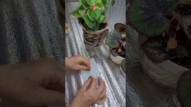 🌺Сею без опыления бегониюDS-Антарес🌺 смотреть онлайн