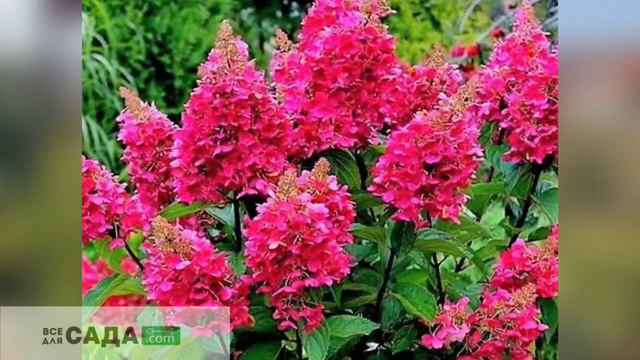 ОПИСАНИЕ СОРТА ГОРТЕНЗИЯ ВИМС РЕД