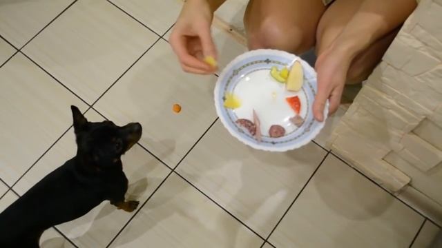 Что ест ТОЙ ТЕРЬЕР смотреть онлайн