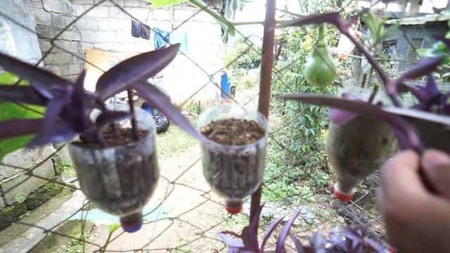 TRADESCANTIA PALLIDA/PURPLE HEART PROPAGATION & CARE Philippines