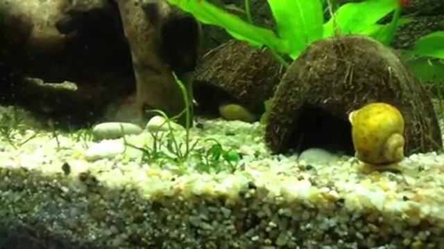 Мангровый краб 1 смотреть онлайн