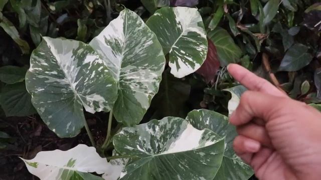 ALOCASIA ODORA VARIEGATA - GUIDE & TIPS FOR GROWING Variegated Elephant Ear Plant - Albo Variegata смотреть онлайн