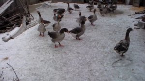 Почему гуси загрызают гуску?Крик помощи к зрителям и подписчикам.