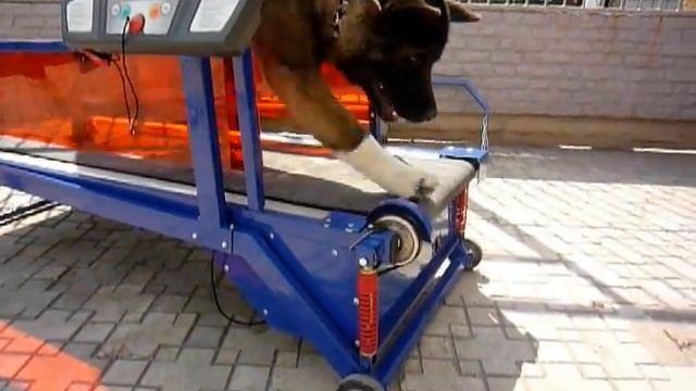 Беговая дорожка для собак смотреть онлайн