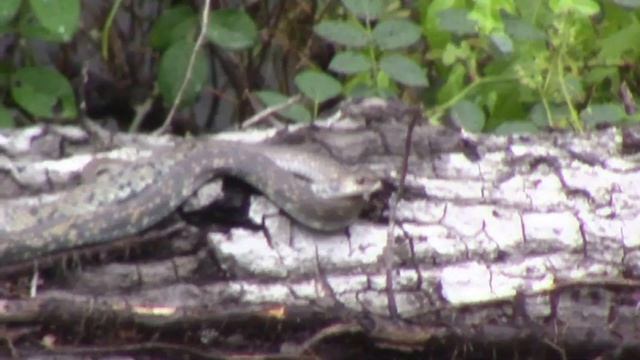 Snake. Змея. смотреть онлайн