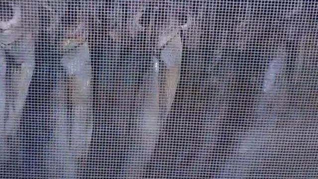 Сушка чехони на балконе №1 смотреть онлайн