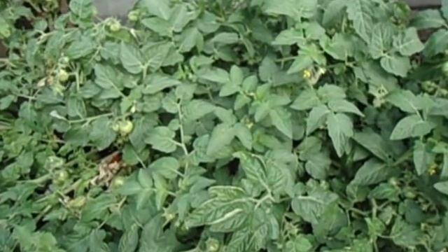 Лучшие томаты для открытого грунта. Самый морозостойкий ультраскороспелый томат Ренет. Обзор томата смотреть онлайн