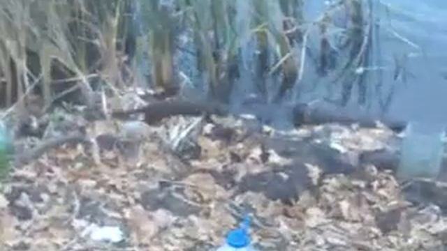 Наглый воришка на рыбалке смотреть онлайн