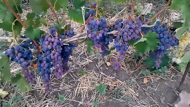 Виноград Страшенский, первый полноценный урожай смотреть онлайн