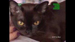 Полезная программа, сюжет о бурманских кошках.