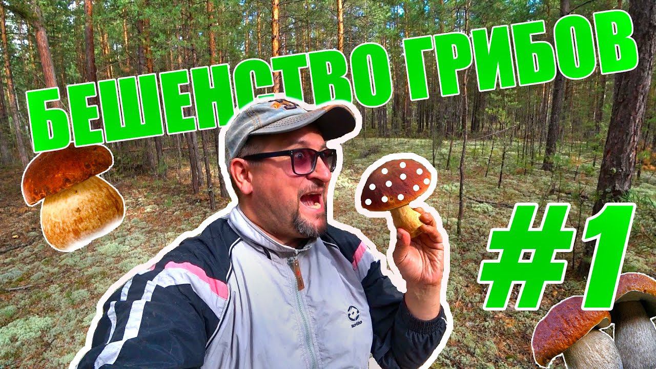 #1 БЕШЕНСТВО ГРИБОВ / Рекордные сборы / БЕЛЫЙ ГРИБОКОС