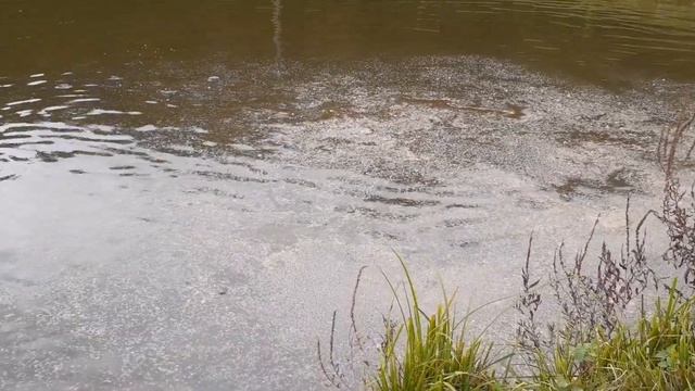 Нужно ли кормить рыбу в конце сентября? Часть 2 смотреть онлайн