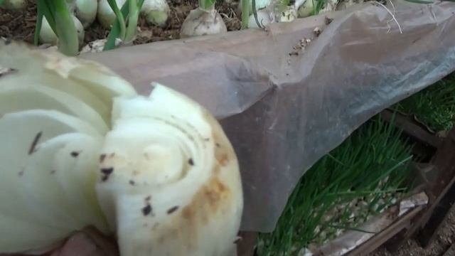 Зелёный лук вянет,желтеет. Помогите советом!