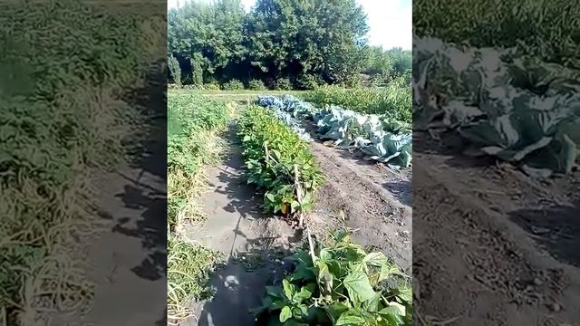 Огород и бабушка Смурфетта смотреть онлайн