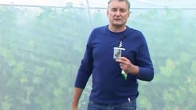 Нивка №19 Морковь Абако F1, защита клубники от сучки, Вофатокс, Kalius, капуста брокколи смотреть онлайн