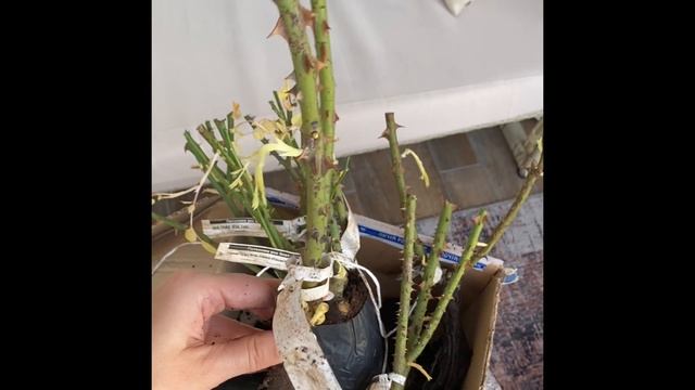 Наконец-то? Долгожданная посылка из питомника роз «Элит» 22.10.23. смотреть онлайн