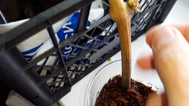 Черенки проращивание, спустя 3 мес. Корни супер. смотреть онлайн