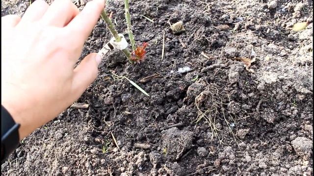 Осенние саженцы из питомника роз Нью Джерси. Прошло 2 недели после посадки. Первые заморозки. смотреть онлайн
