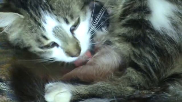 Моя кошка рожает. Родила первого котенка. смотреть онлайн
