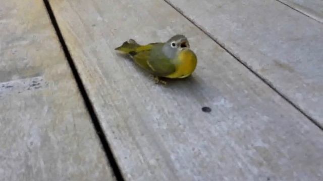 The Yellow-breasted Chat (Icteria virens) has hit my window смотреть онлайн