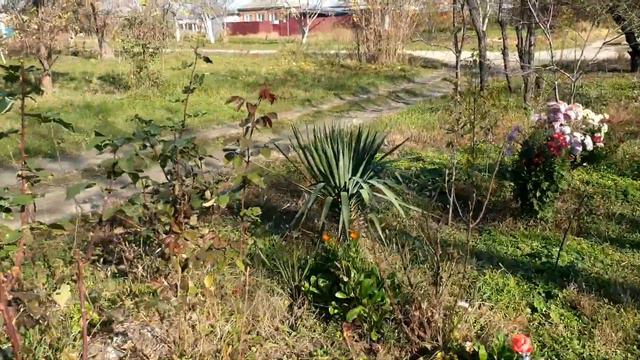 Ноябрь, Кубань...хризантемы, на местном 