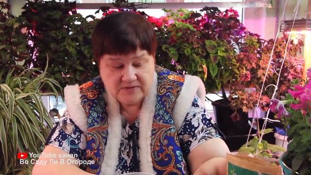 АПТЕЧНОЕ средство для крепкой, ЗДОРОВОЙ РАССАДЫ ! ЛУЧШЕ хлореллы В 100 РАЗ! смотреть онлайн