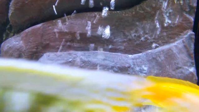 Maylandia Estherae, Red Zebra cichlid breeding in my aquarium смотреть онлайн