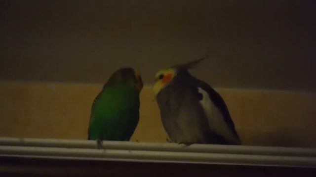 серый, приходи сегодня вечером на сеновал?