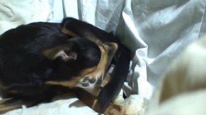 РОДЫ той-терьера часть 4 / РОЖДЕНИЕ ЩЕНКА ЗАДНИМИ ЛАПКАМИ ВПЕРЁД.