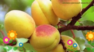 Абрикос Сеянец Орловчанин. Краткий обзор, описание характеристик prunus Seyanets Orlovchanin