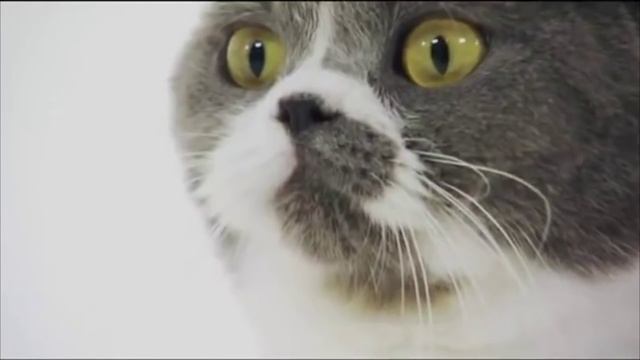 British Shorthair Cats - Британцы смотреть онлайн
