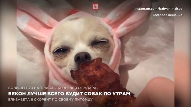 Бекон лучше всего будит собак по утрам смотреть онлайн